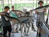 (07/12/2018) - Nice Striped Bass